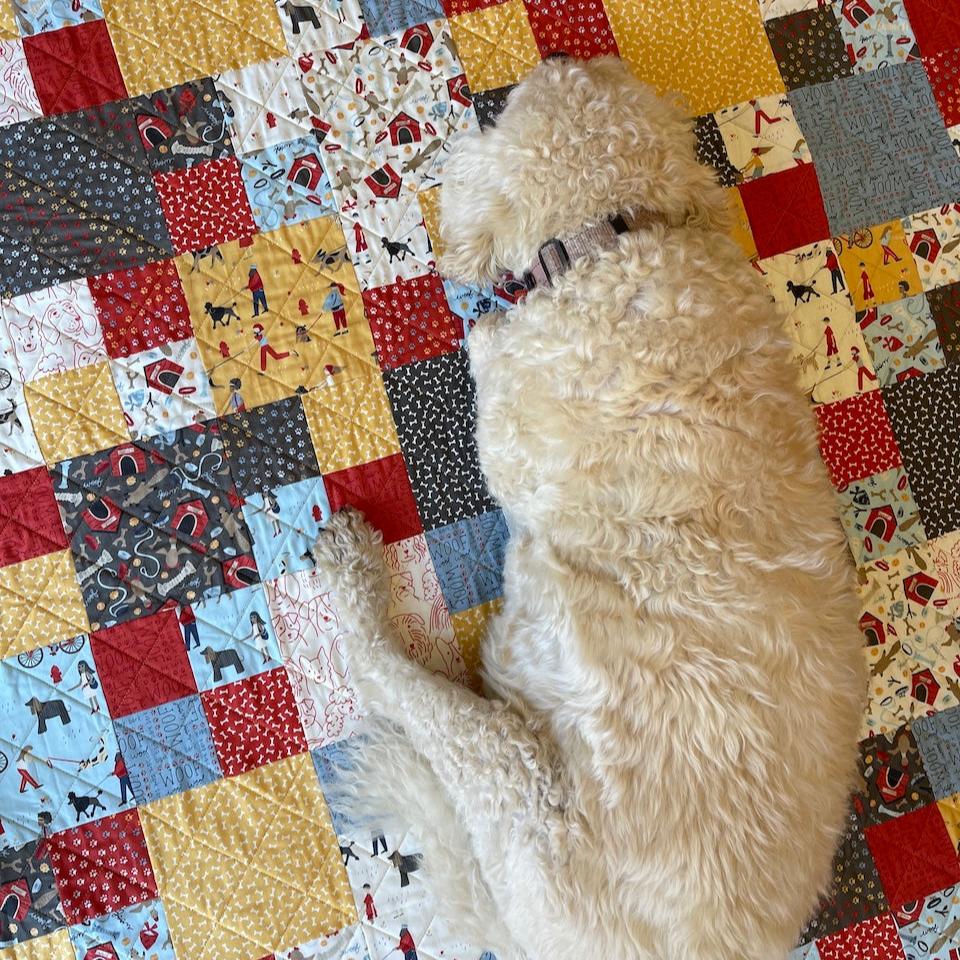 Building Blocks Quilt with Harry the dog sleeping