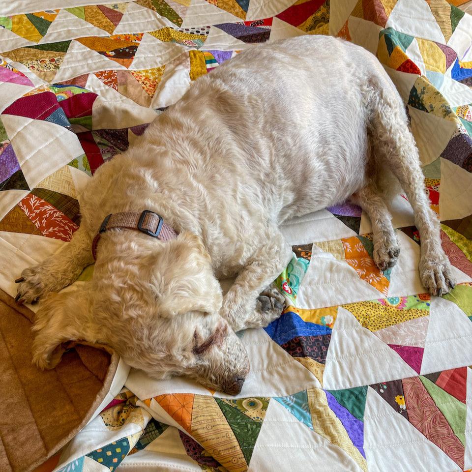 Harry the dog sound asleep on the Triangle Quilt